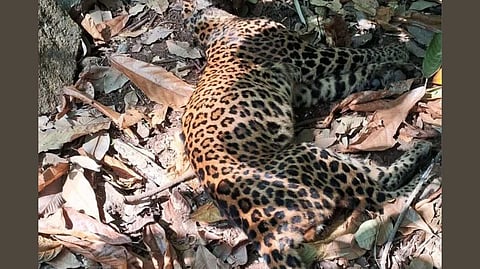 കഴുത്തില് ആഴത്തിലുള്ള മുറിവ് മരണ കാരണം; ഇളങ്കാട്ടില് ചത്ത നിലയില് കണ്ടെത്തിയ പുലിയുടെ പോസ്റ്റുമോര്ട്ടം പൂര്ത്തിയായി