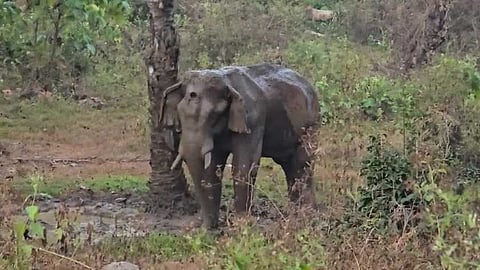ദൗത്യ സംഘം അതിരപ്പിള്ളിയിലെത്തും; മസ്തകത്തിൽ മുറിവേറ്റ കൊമ്പൻ്റെ ചികിത്സാദൗത്യത്തിന് ഇന്ന് തുടക്കമാകും