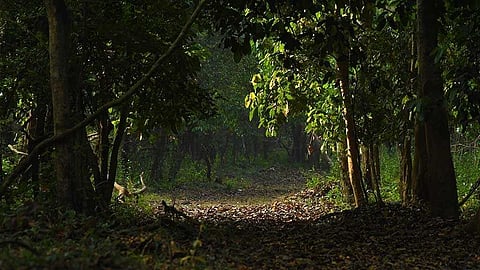 IMPACT | ആറളം ഫാമിലെ സ്വകാര്യവത്കരണം; സംസ്ഥാന സർക്കാരിന് ഹൈക്കോടതിയുടെ നോട്ടീസ്