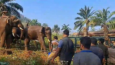 അതിരപ്പിള്ളിയിൽ മസ്തകത്തിൽ മുറിവേറ്റ ആനയുടെ രക്ഷാദൗത്യം വിജയകരം, കോടനാട്ടെ അഭയകേന്ദ്രത്തിൽ എത്തിച്ചു