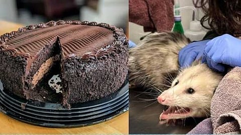 ഒരു ഫുൾ ചോക്ലേറ്റ് കേക്ക് തിന്നു തീർത്തു; കിറുങ്ങി വീണ് ആശുപത്രിയിലായി; ക്യൂട്ടി ഒപ്പോസത്തിന് ഇനി ഷുഗർ ഡയറ്റ്