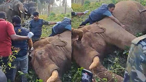 "മസ്തകത്തിലെ മുറിവിന് ഒരടിയോളം ആഴമുണ്ട്"; ചികിത്സയ്ക്ക് മാർഗരേഖ തയ്യാറാക്കുമെന്ന് ഡോ. അരുൺ സക്കറിയ