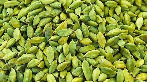 ഇടുക്കിയിൽ ഏലകൃഷി നശിച്ച കർഷകർക്ക് ആശ്വാസം; 10 കോടി രൂപ അനുവദിച്ച് സർക്കാർ ഉത്തരവ്