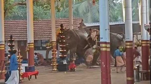 കൊയിലാണ്ടിയിൽ ആനയിടഞ്ഞുണ്ടായ അപകടം; കുറ്റകരമായ വീഴ്ചയെന്ന് റിപ്പോർട്ട്