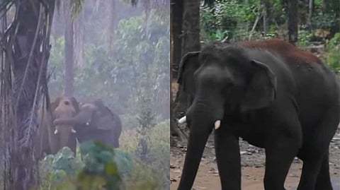 മസ്തകത്തില് മുറിവേറ്റ കൊമ്പനെ തുമ്പിക്കൈ കൊണ്ട് താങ്ങി നിര്ത്തിയ സൗഹൃദം; ഏഴാറ്റുമുഖം ഗണപതി ഇനി ഒറ്റയ്ക്കാണ്