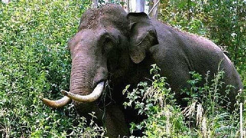 വീണ്ടും കാട്ടാന ആക്രമണം; കണ്ണൂരില് കശുവണ്ടി ശേഖരിക്കാന് പോയ ദമ്പതികള് കൊല്ലപ്പെട്ടു