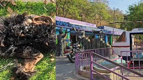 അഗളി ഗവൺമെന്റ് എൽപി സ്കൂളിൽ പുലിയെ കണ്ടതായി പാചക തൊഴിലാളികൾ; പ്രീ- പ്രൈമറി പാർക്കിൽ ആടിൻ്റെ അവശിഷ്ടങ്ങൾ