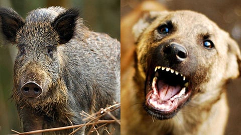 പാലക്കാട് കുമരംപുത്തൂരിൽ കാട്ടുപന്നി ആക്രമണത്തിൽ ഒരാൾക്ക് പരിക്ക്; ചാലിശ്ശേരിയിൽ എട്ടു പേരെ തെരുവ് നായ കടിച്ചു