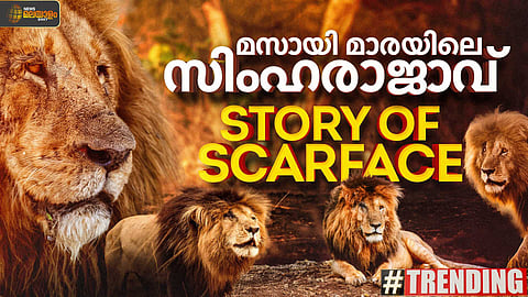 ചോരാത്ത ശൗര്യം! വീണ്ടും ട്രെൻഡിങ്ങായി മസായി മാരയിലെ സിംഹരാജാവ് സ്കാർഫെയ്സിൻ്റെ കഥ