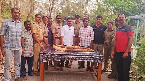 നിലമ്പൂർ വനത്തിൽ കാട്ടാനയുടെ ജഡം കണ്ടെത്തിയ സംഭവം: ജഡത്തിൽ നിന്നും കാണാതായ ആനക്കൊമ്പ് കണ്ടെത്തി