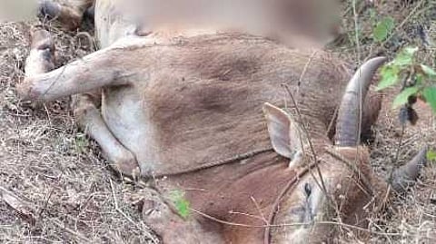 കാളയെ കാട്ടാന കുത്തിക്കൊന്നു; സംഭവം അട്ടപ്പാടി പാലൂർ ആനക്കട്ടി ഊരിൽ