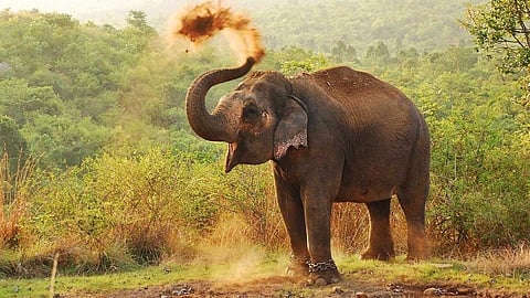 അറുതിയില്ലാത്ത ആനക്കലി; നാട്ടാനകൾ ഇടയുന്നത് ആവർത്തിക്കുന്നതെന്ത്?