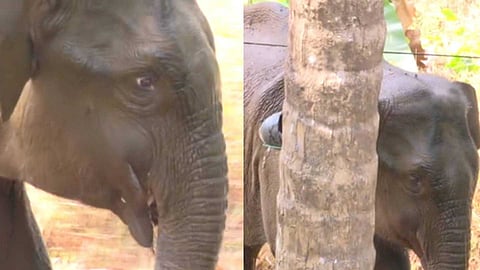 കണ്ണൂർ കരിക്കോട്ടക്കരിയിൽ ഇറങ്ങിയ കാട്ടാനയ്ക്ക് ഗുരുതര പരിക്ക്; മയക്കുവെടി വെയ്ക്കാൻ തീരുമാനം
