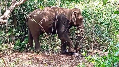 മുൻകാലുകളിൽ ഒന്ന് നിലത്ത് ഊന്നാനാകുന്നില്ല; ഏഴാറ്റുമുഖം ഗണപതിയുടെ കാലിൽ പരിക്ക്