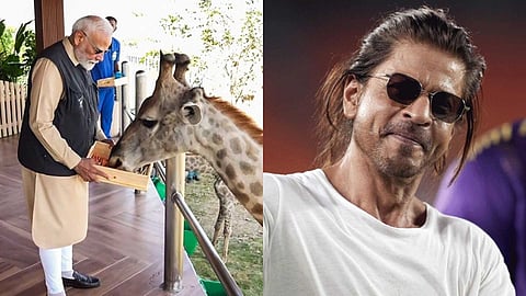 "മൃഗങ്ങളും സ്നേഹം അർഹിക്കുന്നു"; വൻതാരയിലെ പ്രധാനമന്ത്രിയുടെ ചിത്രങ്ങൾ പങ്കിട്ട് ഷാരൂഖ് ഖാൻ