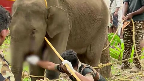 കണ്ണൂരിൽ ചരിഞ്ഞ കുട്ടിയാനയുടെ പോസ്റ്റ്മോർട്ടം ഇന്ന്; വായിൽ പരിക്കേറ്റത് പന്നിപ്പടക്കം പൊട്ടിയെന്ന് സ്ഥിരീകരണം