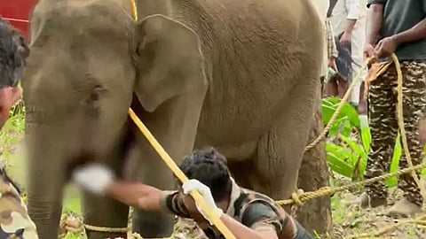 കണ്ണൂർ കരിക്കോട്ടക്കരിയിൽ കാട്ടാന ചെരിഞ്ഞ സംഭവം; 'താടിയെല്ലിലെ പഴക്കം ചെന്ന മുറിവിൽ നിന്നുള്ള അണുബാധ രക്തത്തിൽ വ്യാപിച്ചു'; പോസ്റ്റ്മോർട്ടം റിപ്പോർട്ട് പുറത്ത്