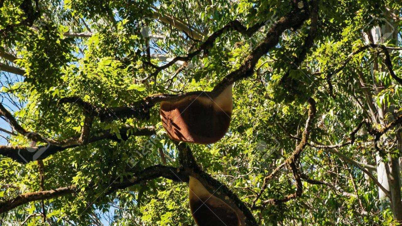ആശങ്ക ഒഴിയുന്നു; രാജകുമാരി പഞ്ചായത്തിലെ വന്മരങ്ങളില് ഭീഷണിയായ 40 ഓളം പെരുന്തേനീച്ചക്കൂടുകള് നശിപ്പിക്കും