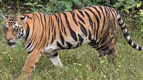 രാജ്യത്ത് 5 വർഷത്തിനിടെ വേട്ടയാടി കൊന്നത് നൂറിലധികം കടുവകളെ; കണക്കുകൾ പുറത്തുവിട്ട് മധ്യപ്രദേശ് വനംവകുപ്പ്