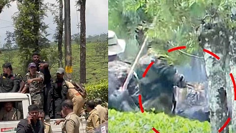 ഇടുക്കി വണ്ടിപ്പെരിയാറിലെ കടുവയെ മയക്കുവെടി വെച്ചു; വെടിയേറ്റ ശേഷവും ഉദ്യോഗസ്ഥർക്ക് നേരെ കുതിച്ചു ചാടി കടുവ