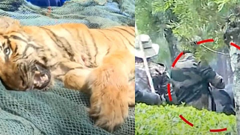 ഇടുക്കി ഗ്രാമ്പിയിൽ മയക്കുവെടി വെച്ച് പിടികൂടിയ കടുവ ചത്തു