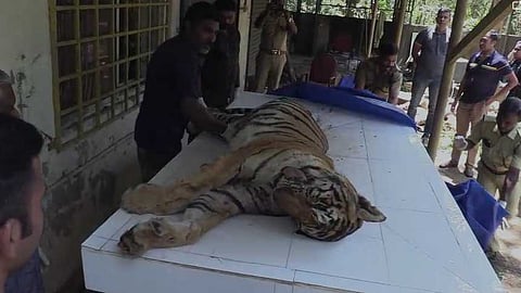 മരണകാരണം തലയിൽ ഏറ്റ രണ്ട് വെടിയുണ്ടകൾ; ആഴത്തിലുള്ള മുറിവുകളും, പ്രായാധിക്യവും തളർത്തി; അരണക്കല്ലിൽ വെടിയേറ്റ് ചത്ത കടുവയുടെ പോസ്റ്റുമോർട്ടം റിപ്പോർട്ട്