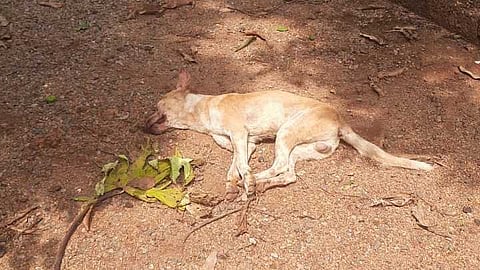 കണ്ണൂർ അഞ്ചരക്കണ്ടിയിൽ തെരുവുനായ ആക്രമണം; 40 ഓളം പേർക്ക് പരിക്ക്