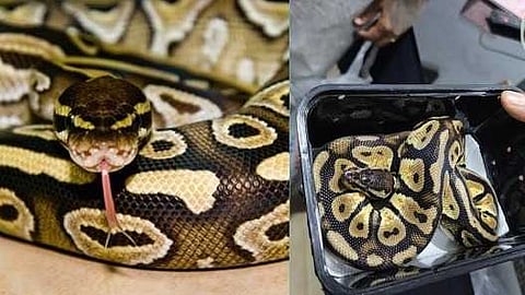 വളർത്തുപാമ്പിനെ പാഴ്സലാക്കി കെഎസ്ആർടിസിയിൽ കൊടുത്തയച്ചു; കയ്യോടെ പിടികൂടി വിജിലൻസ്, ബസ് ഡ്രൈവർ പൊലീസ് കസ്റ്റഡിയിൽ