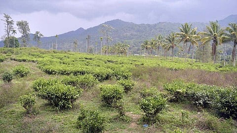 വയനാട് പുനരധിവാസം: നഷ്ടപരിഹാരത്തുക കുറവ്, എൽസ്റ്റൺ എസ്റ്റേറ്റ് വീണ്ടും ഹൈക്കോടതിയിൽ