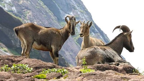 വരയാടുകളെ കാണാൻ ഇനി സഞ്ചാരികളെത്തും; ഇരവികുളം ദേശീയോദ്യാനം ഇന്ന് വീണ്ടും തുറക്കും