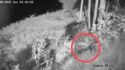 ചാലക്കുടിയിൽ വീണ്ടും പുലി; കണ്ടത് വനം വകുപ്പ് പരിശോധന തുടരുന്നതിനിടെ