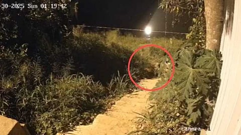 ചാലക്കുടിയിൽ ഇറങ്ങിയ പുലിയെ വെടിവെച്ച് പിടികൂടും, മൂന്ന് ഡോക്ടർമാരുടെ സേവനം ഉറപ്പാക്കും: ജില്ലാ കളക്ടർ