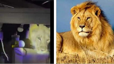 "കാട്ടിലേക്ക് വരണമെന്നില്ല ഞാൻ വീട്ടിലേക്ക് വരാം"; അടുക്കളയിൽ പൂച്ചയെന്നു കരുതി ഓടിയെത്തിയ വീട്ടുകാരെ കാത്തിരുന്നത് സിംഹം