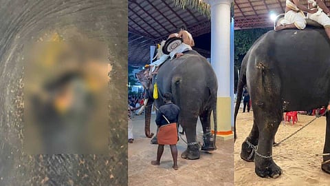 കൊടും ക്രൂരത; പൊട്ടിയൊലിക്കുന്ന മുറിവുകളുമായി ആനയെ എഴുന്നള്ളിപ്പിച്ചു; വ്രണം ഉണങ്ങും വരെ എവിടെയും ആനയെ ഉപയോഗിക്കരുതെന്ന് വനം വകുപ്പ്