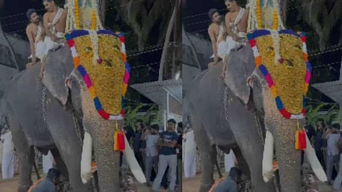 കാലുകളില് പൊട്ടിയൊലിക്കുന്ന വ്രണവുമായി എഴുന്നള്ളിപ്പിന് നിന്നത് മൂന്ന് മണിക്കൂര്; ഇടപെട്ട് വനംവകുപ്പ്