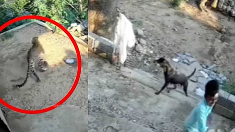 VIDEO | കളിക്കുന്നതിനിടയിൽ കുട്ടിക്ക് നേരെ പാഞ്ഞടുത്ത് പുലി! നായകളുടെ ശബ്ദം കേട്ടതോടെ വിരണ്ടോടി