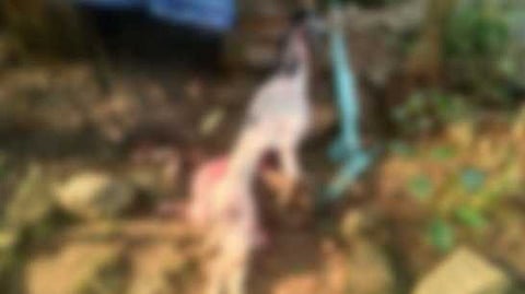 കോഴിക്കോട് ചക്കിട്ടപ്പാറയിൽ വീണ്ടും പുലി; കൂട്ടിലിട്ട ആടിനെ കടിച്ചുകൊന്നു