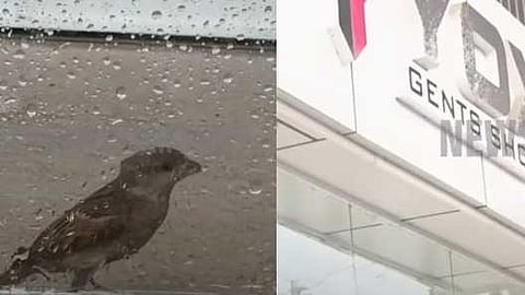 VIDEO | സീൽ ചെയ്ത കെട്ടിടത്തിൽ കുടുങ്ങി അങ്ങാടിക്കുരുവി; അധികൃതരുടെ ഇടപെടൽ കാത്ത് നാട്ടുകാർ