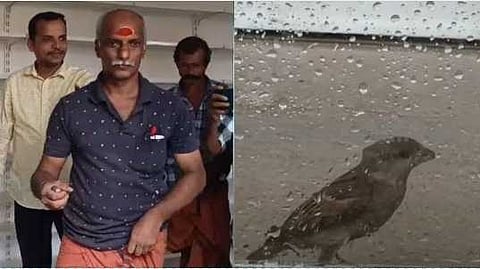 ഒടുവിൽ മോചനം; കണ്ണൂരിൽ കെട്ടിടത്തിൽ കുടുങ്ങിയ അങ്ങാടിക്കുരുവിയെ തുറന്നുവിട്ടു