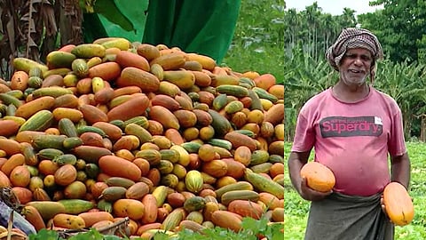 വിഷുവിന് പൊന്നണിഞ്ഞ് ഉസ്മാൻ്റെ പാടം; കൃഷിയിടത്തിൽ ഇക്കുറി വിളഞ്ഞത് പൊൻ കണിവെള്ളരികൾ