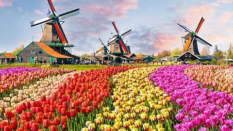 ശിശിര കാലത്തിന് വിടനൽകി യൂറോപ്പ്; വസന്തത്തെ വരവേൽക്കാൻ ചിരിച്ചൊരുങ്ങി ടുലിപ് പൂക്കൾ