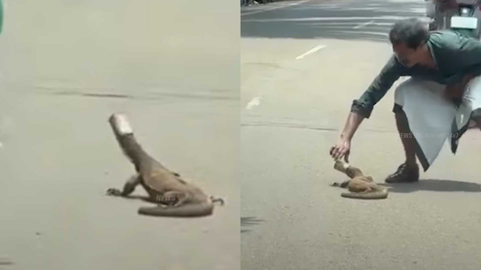 VIDEO | തലയിൽ തകര ടിൻ കുടുങ്ങിയ ഉടുമ്പിന് രക്ഷകനായി റിട്ടയേർഡ് അധ്യാപകൻ