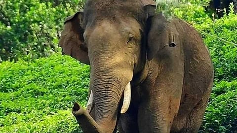 വീണ്ടും ജീവനെടുത്ത് കാട്ടാന; വയനാട്ടിൽ ഒരാൾക്ക് ദാരുണാന്ത്യം