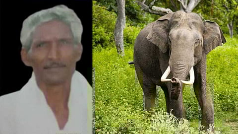 എരുമക്കൊല്ലിയിലെ കാട്ടാന ആക്രമണം: മയക്കുവെടി വെയ്ക്കണമെന്ന ആവശ്യവുമായി നാട്ടുകാർ; കൊല്ലപ്പെട്ട അറുമുഖൻ്റെ പോസ്റ്റ്മോർട്ടം ഇന്ന്