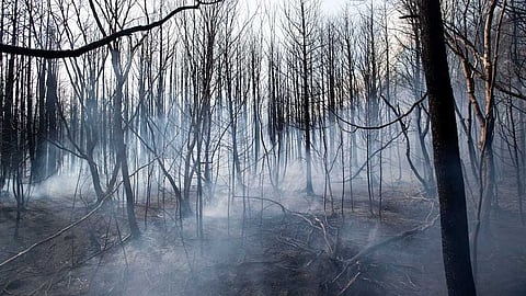 മരക്കഷണങ്ങൾ കൂട്ടിയിട്ട് കത്തിച്ചു, തീയണയ്ക്കാൻ മറന്നുപോയി, 15,000 ഏക്കർ കാട് കത്തിയെരിഞ്ഞു, 19 കാരനെതിരെ കേസ്