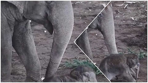 VIDEO| എടാ എണീക്കെടാ...........; മണ്ണില് പൂണ്ട് കിടന്ന് ഉറങ്ങുന്ന ഇത്തിരിക്കുഞ്ഞനെ തട്ടി വിളിച്ച് അമ്മ