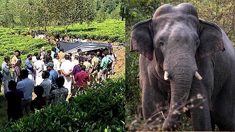 രണ്ടര മാസത്തിനിടെ കൊല്ലപ്പെട്ടത് മൂന്ന് പേർ; വയനാട്ടിൽ കാട്ടാന ആക്രമണങ്ങൾക്ക് കാരണം അടിസ്ഥാന സൗകര്യങ്ങളുടെ അപര്യാപ്തത