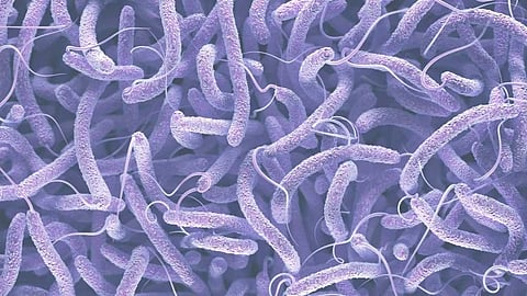 സംസ്ഥാനത്ത് കോളറ ബാധിച്ച് ഒരു മരണം; മരിച്ചത് കവടിയാർ സ്വദേശിയായ 63കാരൻ