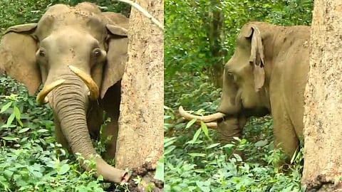 കവളപ്പാറ വനത്തിൽ കാട്ടാനയ്ക്ക് ഗുരുതര പരിക്ക്; അവശ നിലയിലായ ആന ജനവാസ മേഖലയിൽ