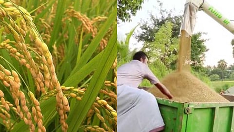 കനറ ബാങ്കുമായി കരാർ പുതുക്കാതെ സപ്ലൈകോ; നെല്ല് വില കിട്ടാതെ കർഷകർ ദുരിതത്തിൽ
